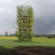 Illustration for article titled Plant Your Own House: Structures Made From Trees